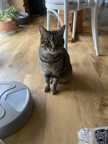 Blackheath Cat Sitting