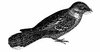 Nightjar Carnaby