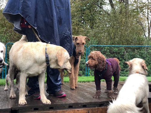 Pampered Pooches Doggy Daycare