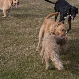 I Love Dogs